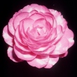 Pink Bouquet [Monrovia] Variegated